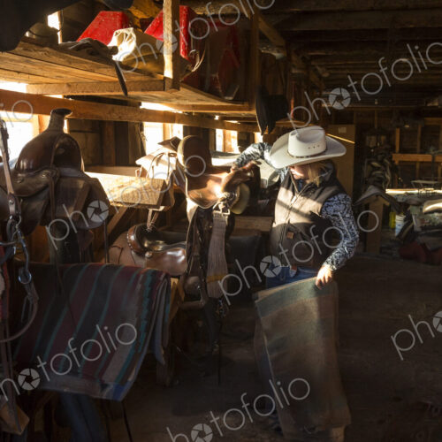 Cowboy standing in stable with racks of riding tack and saddles, holding leather… Cowboy standing in stable with racks of riding tack and saddles, holding leather…