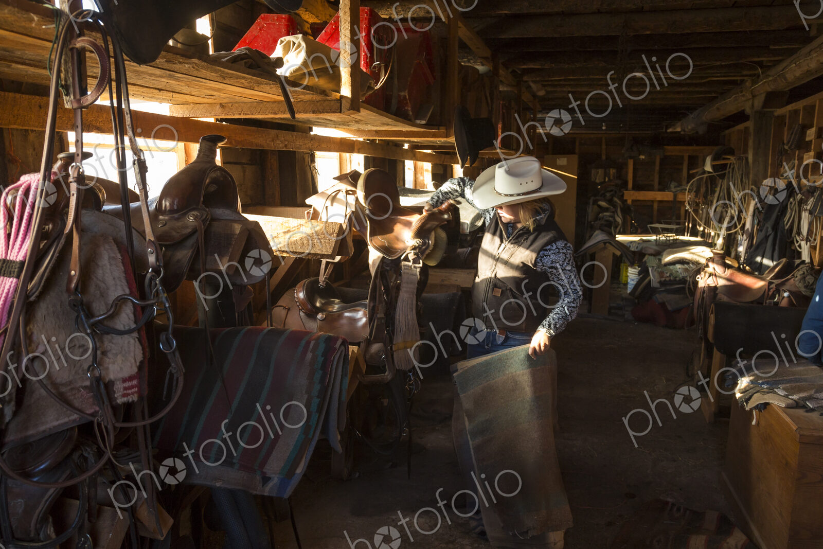 Cowboy standing in stable with racks of riding tack and saddles, holding leather…