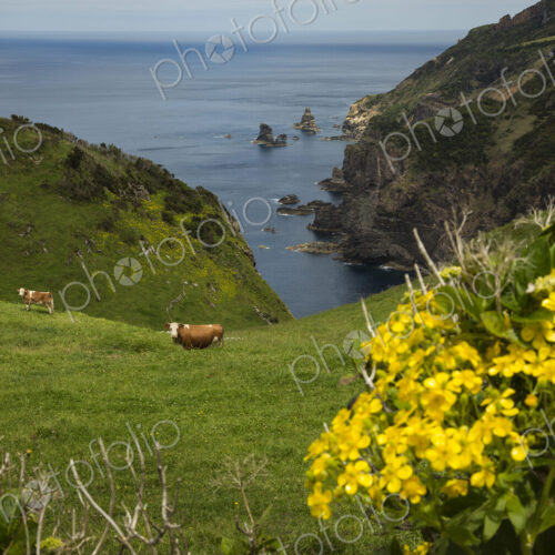Cows grazing on coastal hillside