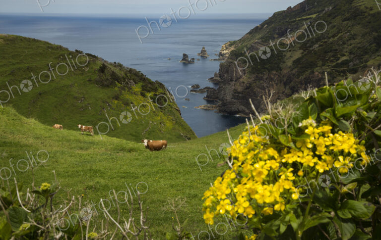 Cows grazing on coastal hillside