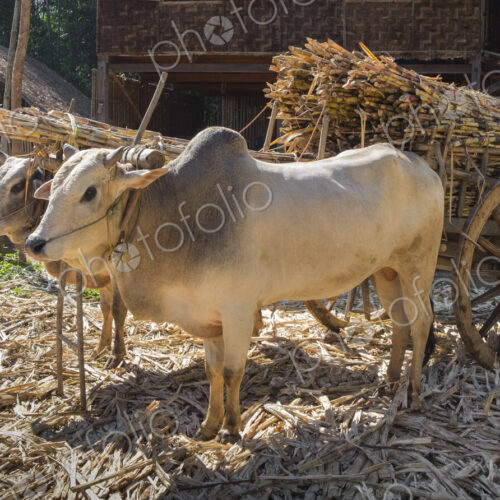 Cows pulling cart of bamboo Cows pulling cart of bamboo