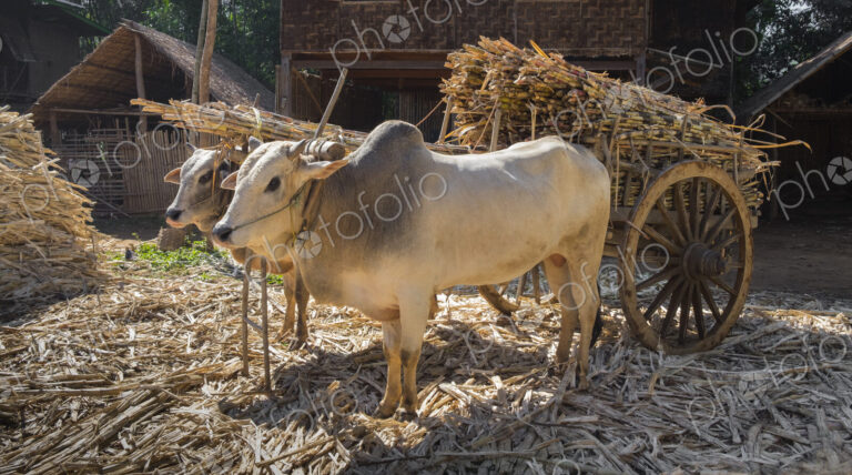 Cows pulling cart of bamboo