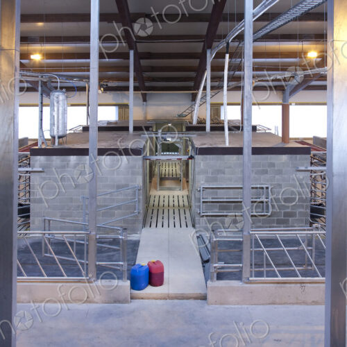 Cowshed Interior
