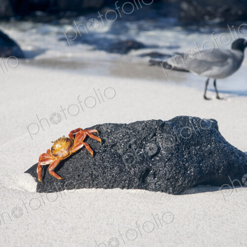 Crab crawling on beach rock Crab crawling on beach rock