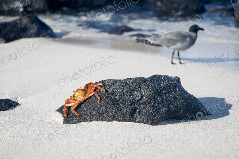 Crab crawling on beach rock