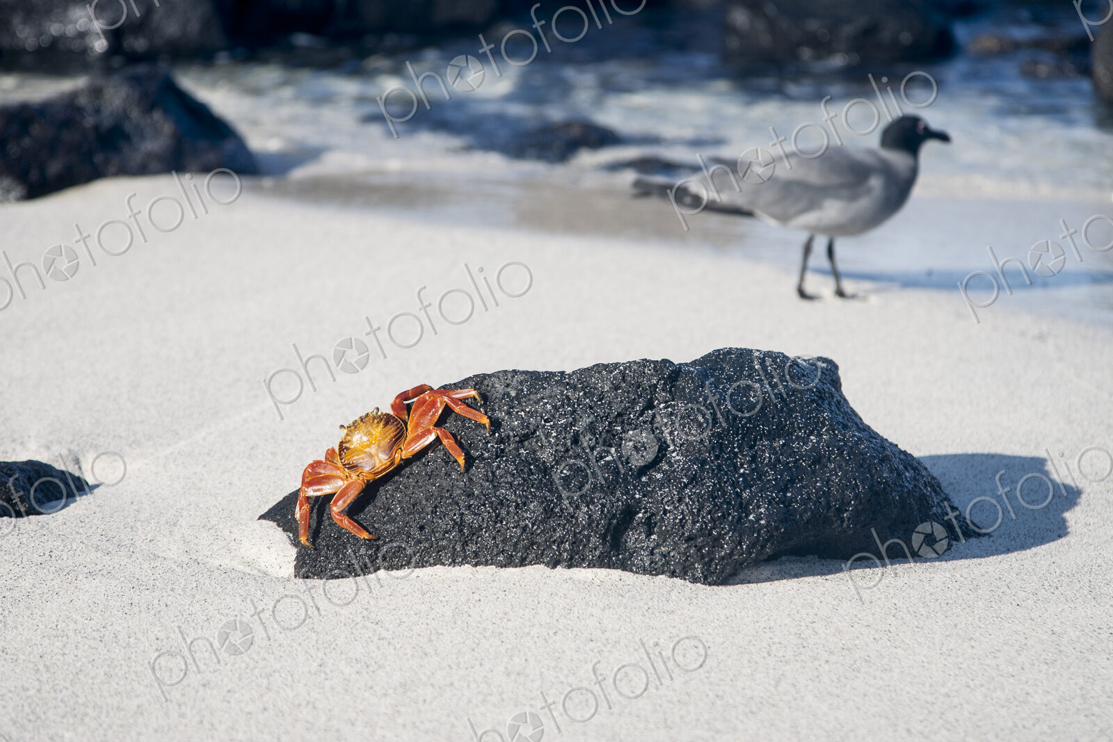 Crab crawling on beach rock