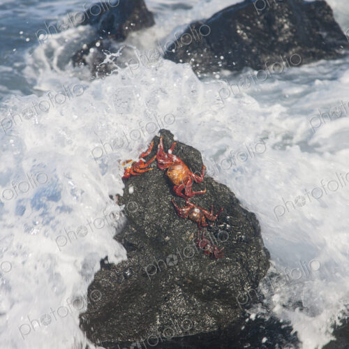Crabs on rock while ocean wave crashes over them. Crabs on rock while ocean wave crashes over them.