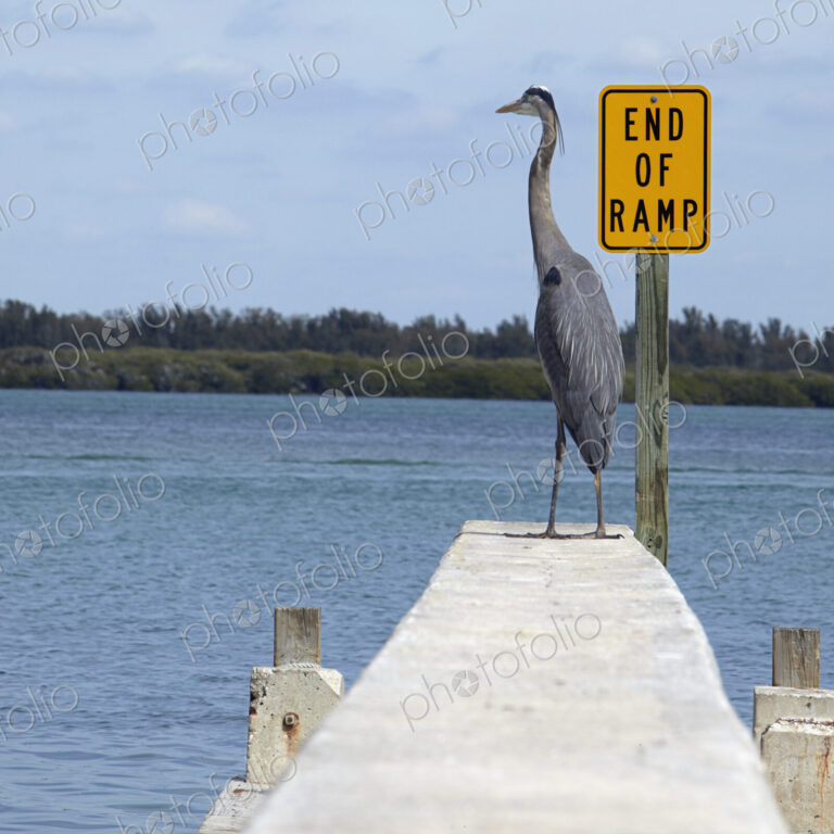Crane Standing on a Boat Ramp