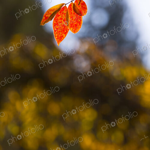 Crepe Myrtle (Lagerstroemia), a single maple leaf in Autumn, Washington Park… Crepe Myrtle (Lagerstroemia), a single maple leaf in Autumn, Washington Park…