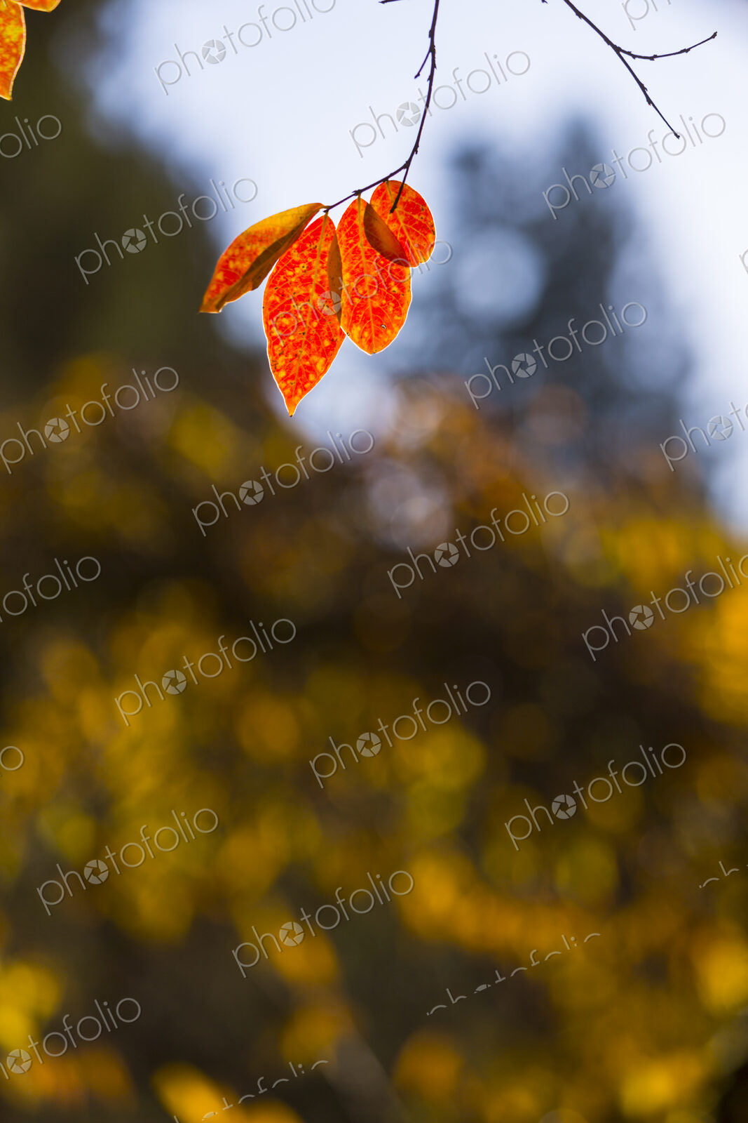 Crepe Myrtle (Lagerstroemia), a single maple leaf in Autumn, Washington Park…