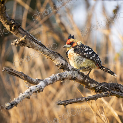 Crested Barbet, Trachyphonus vaillantii, perched on a branch. Crested Barbet, Trachyphonus vaillantii, perched on a branch.