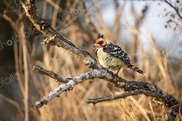 Crested Barbet, Trachyphonus vaillantii, perched on a branch.