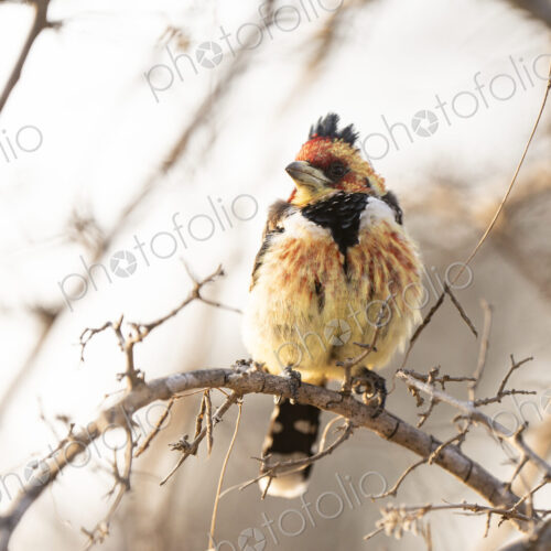 Crested Barbet, Trachyphonus vaillantii, perched on a branch. Crested Barbet, Trachyphonus vaillantii, perched on a branch.
