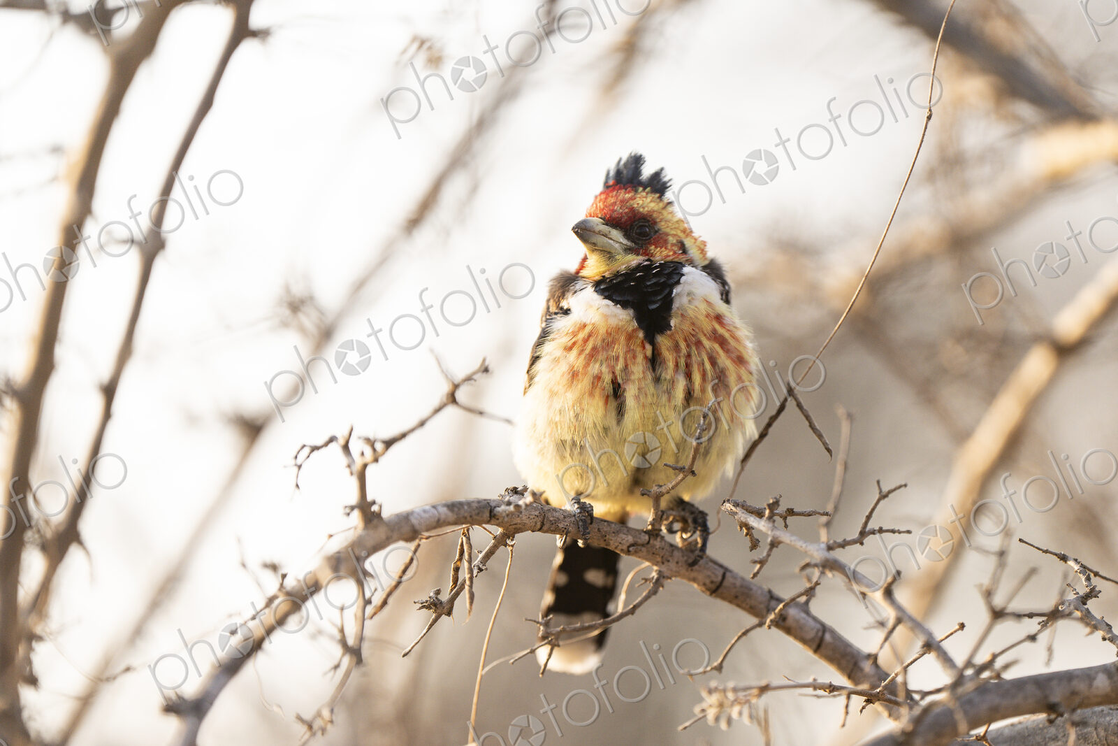Crested Barbet, Trachyphonus vaillantii, perched on a branch.