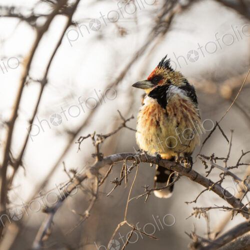 Crested Barbet, Trachyphonus vaillantii, perched on a branch. Crested Barbet, Trachyphonus vaillantii, perched on a branch.