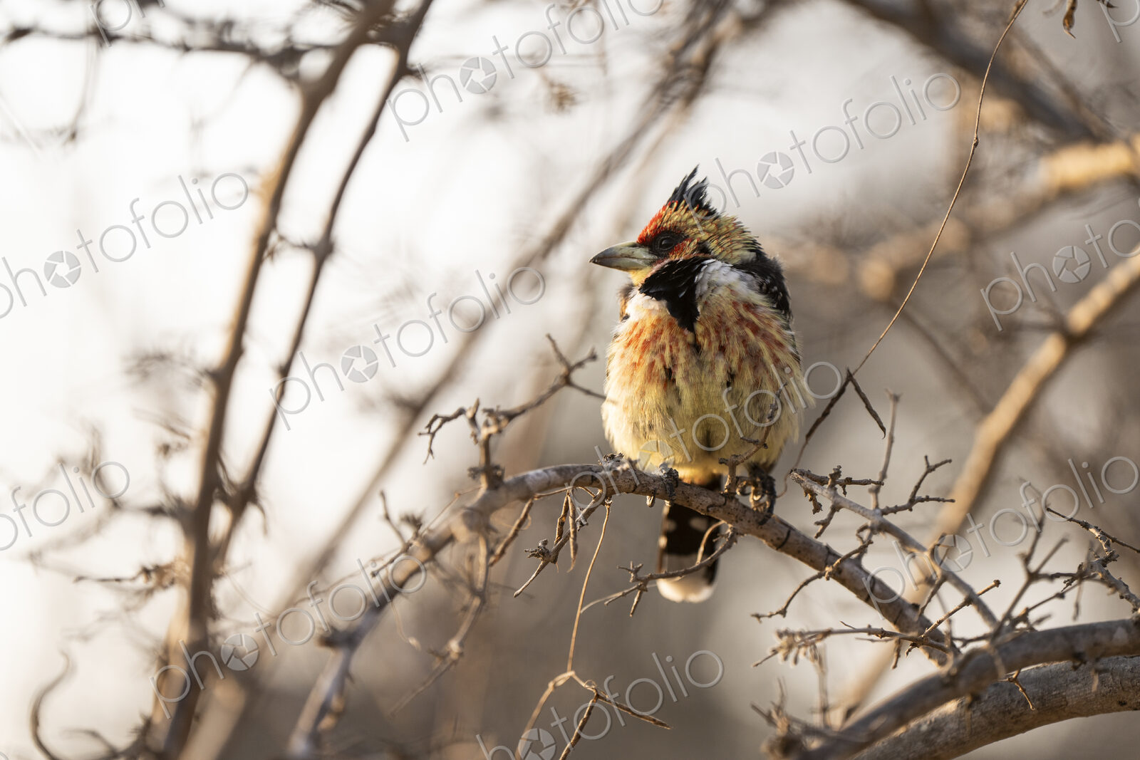 Crested Barbet, Trachyphonus vaillantii, perched on a branch.
