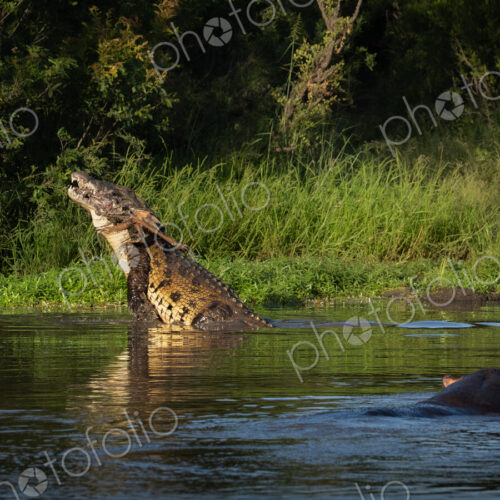 Crocodile, Crocodylus niloticus, Adult & Hippopotamus. Large crocodile lifting its… Crocodile, Crocodylus niloticus, Adult & Hippopotamus. Large crocodile lifting its…