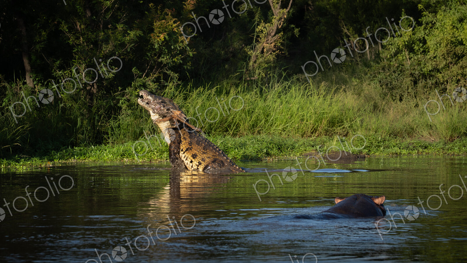 Crocodile, Crocodylus niloticus, Adult & Hippopotamus. Large crocodile lifting its…