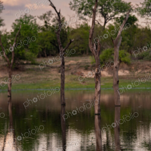 Crocodile, Crocodylus niloticus, Adult. A crocodile feeds on a carcass in a still body…
