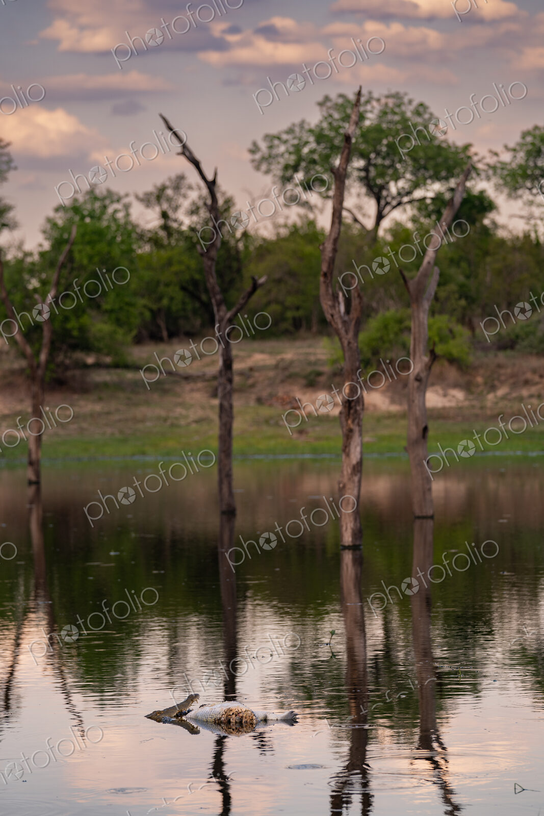 Crocodile, Crocodylus niloticus, Adult. A crocodile feeds on a carcass in a still body…