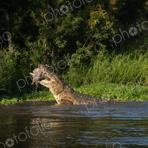Crocodile, Crocodylus niloticus, Adult. Large crocodile lifting its head and neck out… Crocodile, Crocodylus niloticus, Adult. Large crocodile lifting its head and neck out…