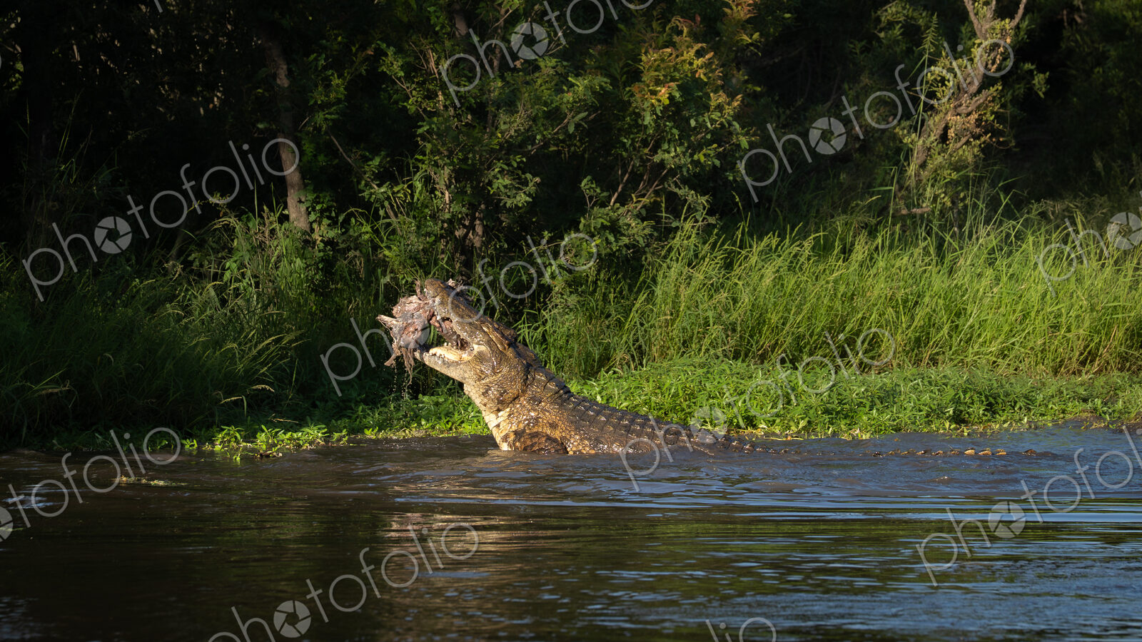 Crocodile, Crocodylus niloticus, Adult. Large crocodile lifting its head and neck out…