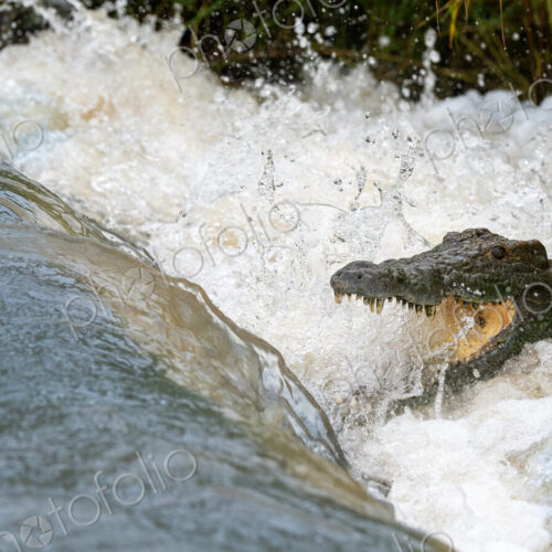 Crocodile, Crocodylus niloticus, catching fish from a flowing river. Crocodile, Crocodylus niloticus, catching fish from a flowing river.
