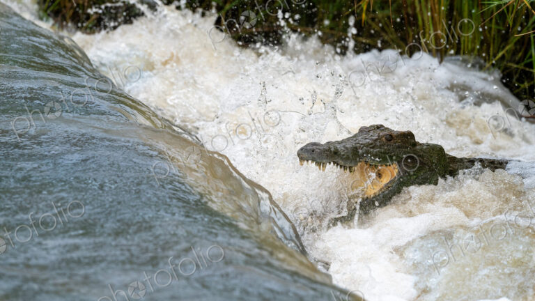 Crocodile, Crocodylus niloticus, catching fish from a flowing river.