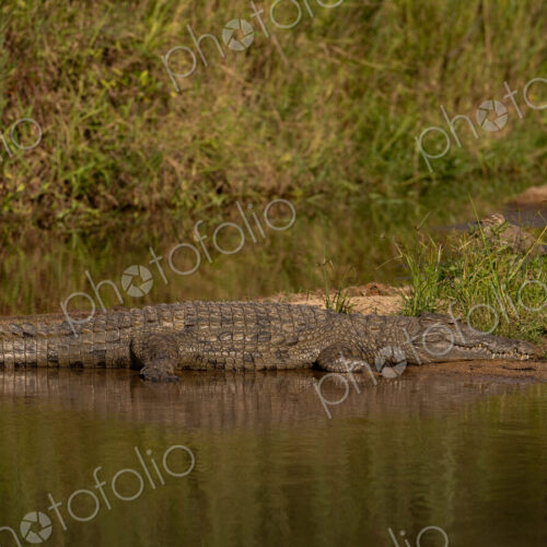 Crocodile, Crocodylus niloticus, resting in sun. Crocodile, Crocodylus niloticus, resting in sun.