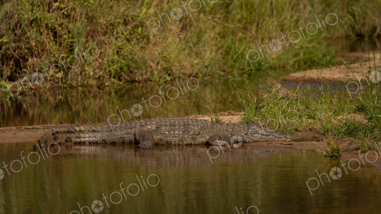 Crocodile, Crocodylus niloticus, resting in sun.