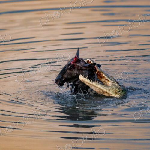 Crocodile attacking wildebeest calf, Crocodylus niloticus and Connochaetes taurinus,… Crocodile attacking wildebeest calf, Crocodylus niloticus and Connochaetes taurinus,…