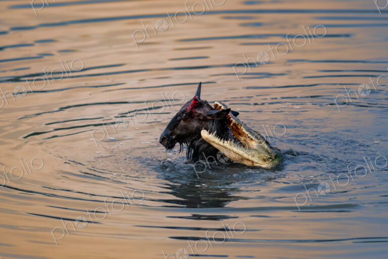 Crocodile attacking wildebeest calf, Crocodylus niloticus and Connochaetes taurinus,…