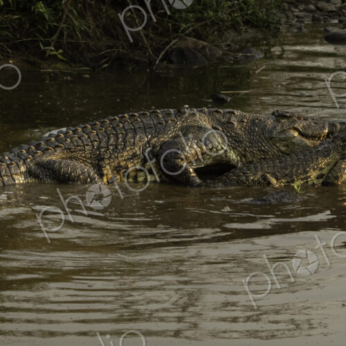 Crocodiles, Crocodylus niloticus, mating.
