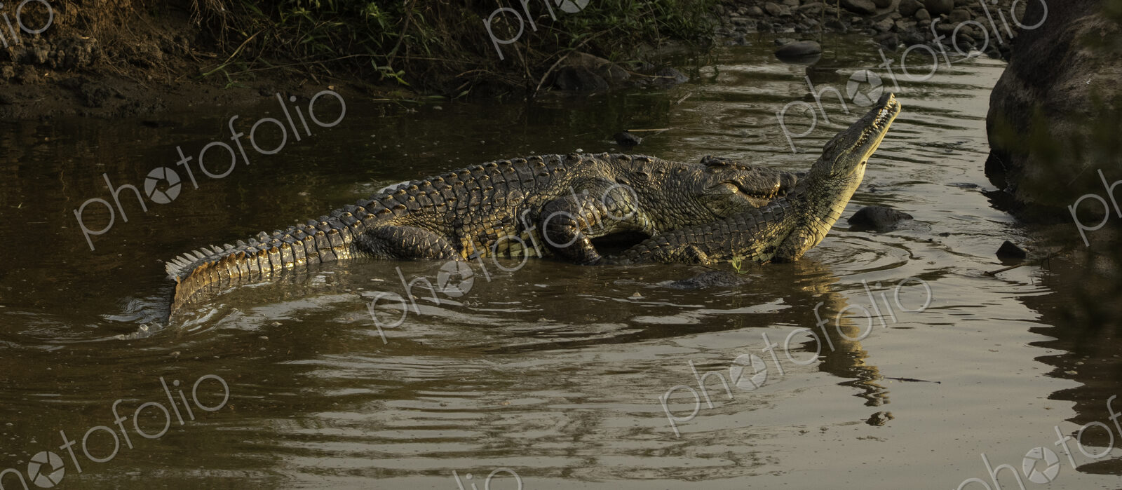 Crocodiles, Crocodylus niloticus, mating.