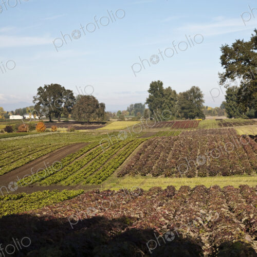 Crops in a Farm Field