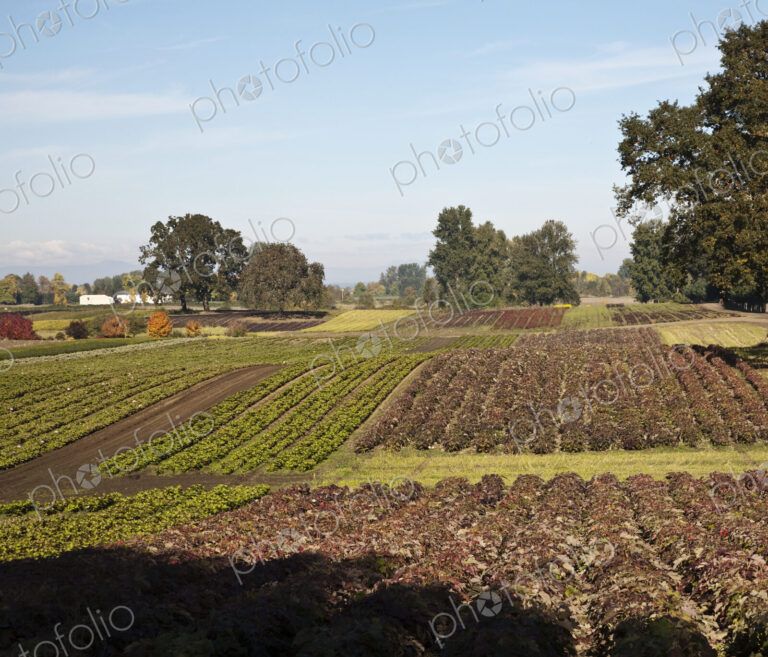 Crops in a Farm Field