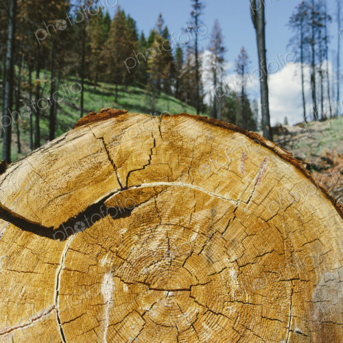 Cross section of cut Ponderosa Pine tree in recently burned forest (from the 2012…