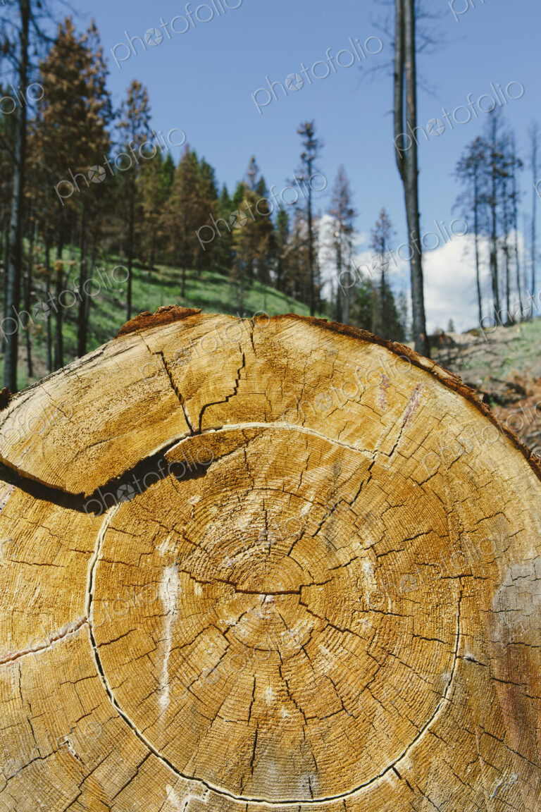 Cross section of cut Ponderosa Pine tree in recently burned forest (from the 2012…