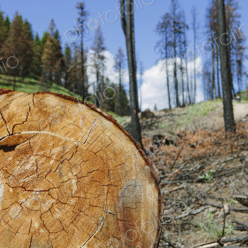 Cross section of cut Ponderosa Pine tree in recently burned forest (from the 2012…