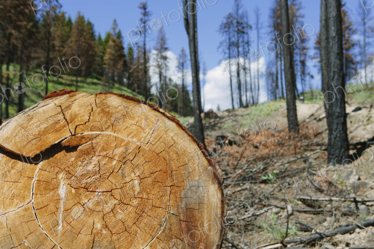 Cross section of cut Ponderosa Pine tree in recently burned forest (from the 2012…