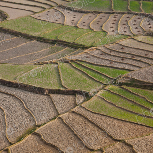 Cultivated terraced fields, Paro Valley, Bhutan