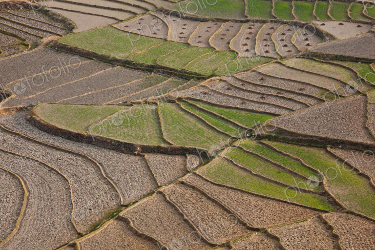 Cultivated terraced fields, Paro Valley, Bhutan
