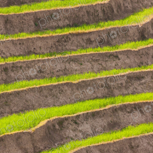 Cultivated terraced fields, Paro Valley, Bhutan