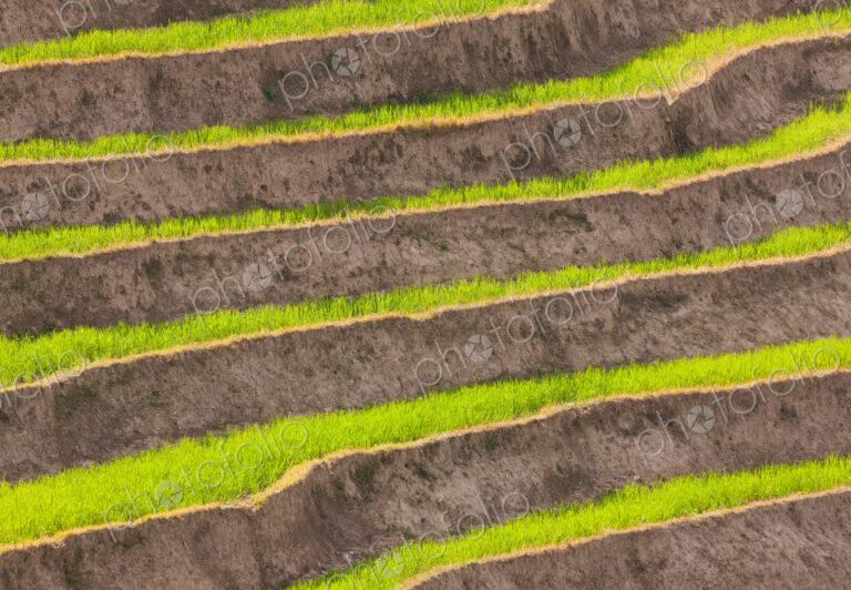 Cultivated terraced fields, Paro Valley, Bhutan