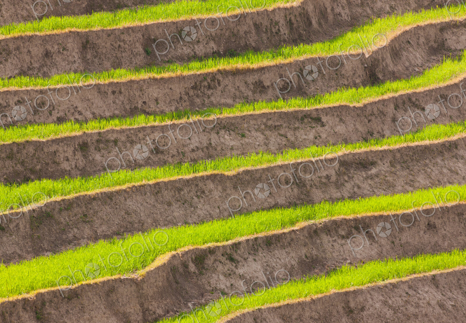 Cultivated terraced fields, Paro Valley, Bhutan