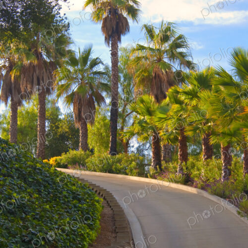 Curved Road Flanked by Palm Trees Curved Road Flanked by Palm Trees