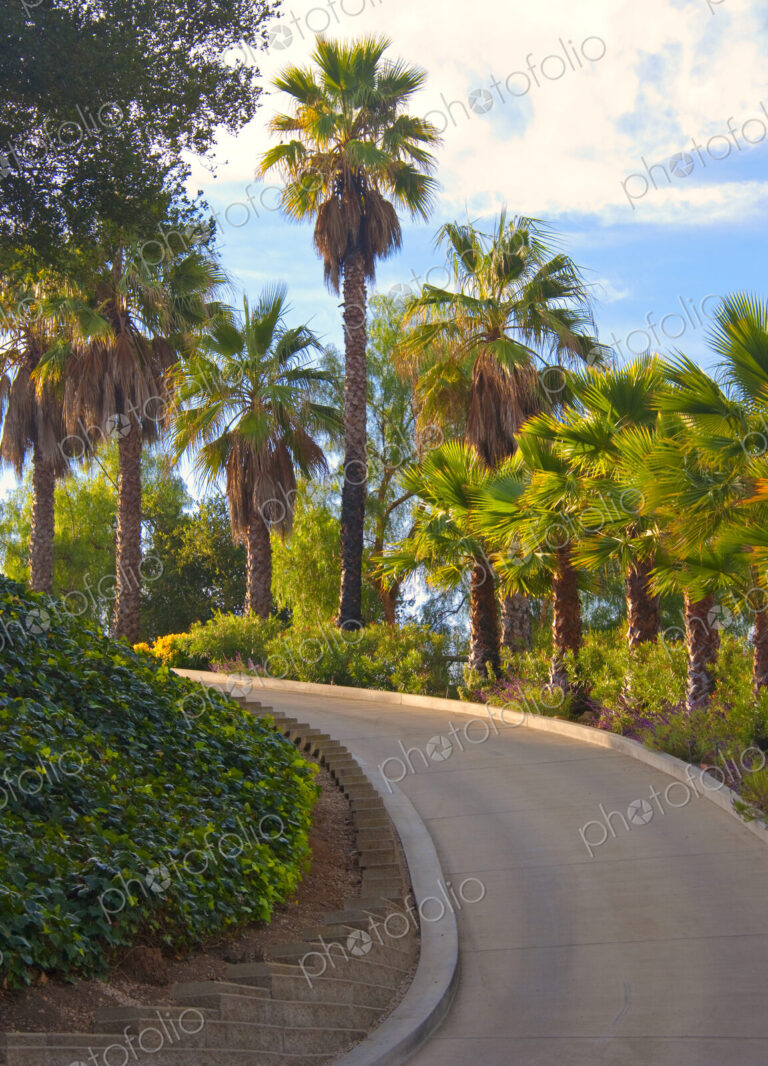 Curved Road Flanked by Palm Trees
