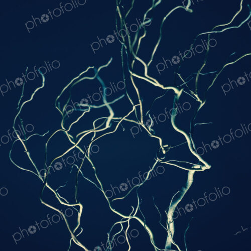 Cut willow tree branches. Contorted shapes. Cut willow tree branches. Contorted shapes.
