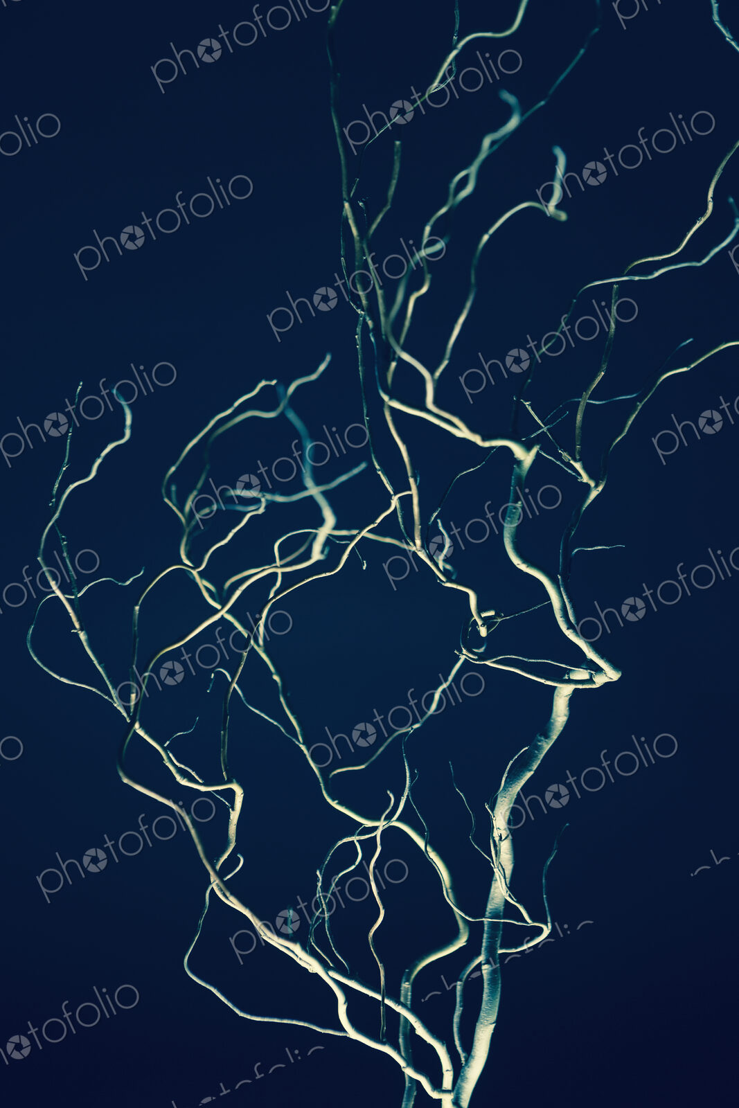 Cut willow tree branches. Contorted shapes.