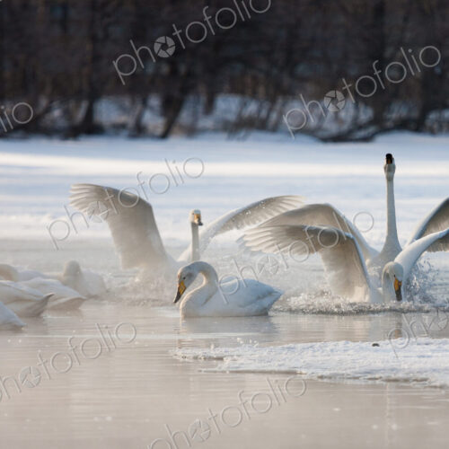 Cygnus cygnus, Whooper swans, on a frozen lake in Hokaido. Cygnus cygnus, Whooper swans, on a frozen lake in Hokaido.